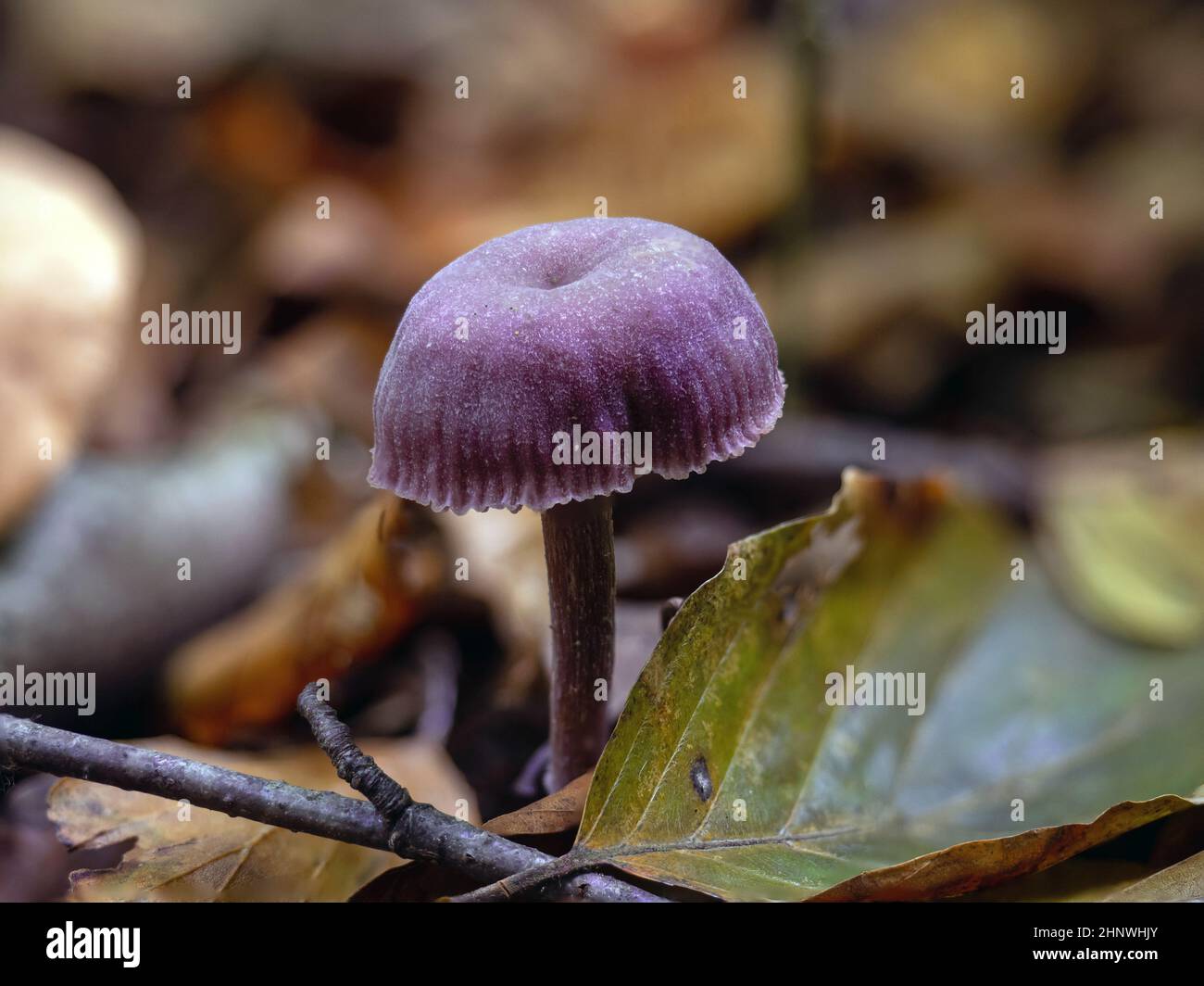 Purple Amethyst Deceiver Fungus in English woodland. Stock Photo