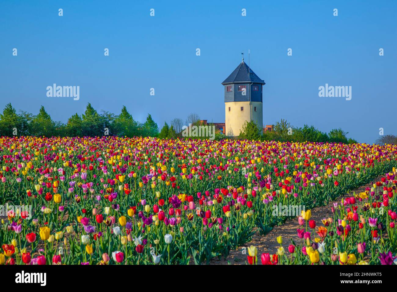 Spring field with blooming colorful tulips and watertower Stock Photo ...