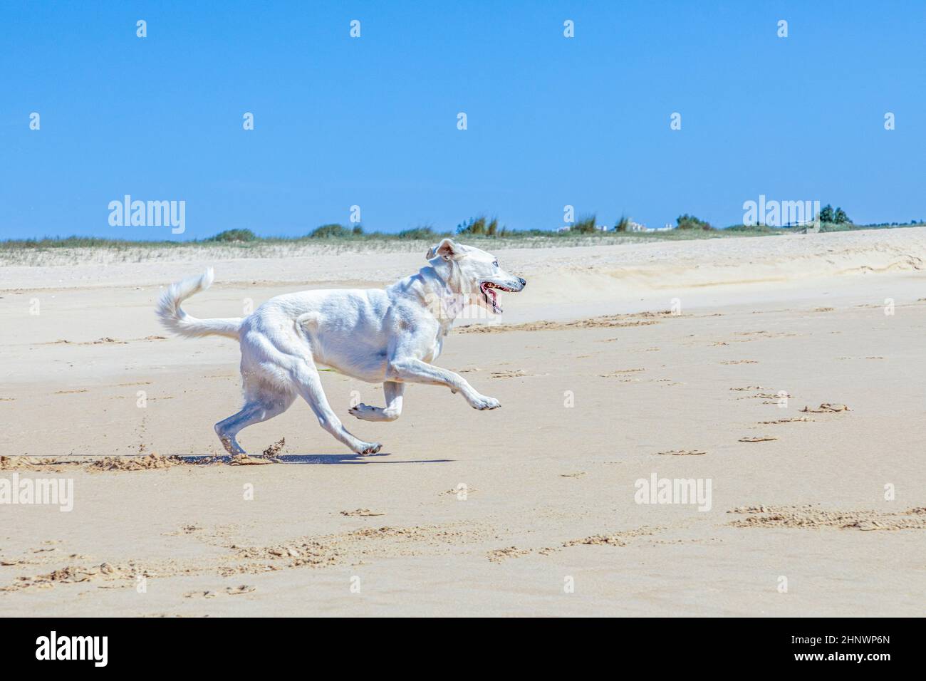 brown Estrela mountain dog runs at the closed beach under clear sky  due to Corona shutdown Stock Photo