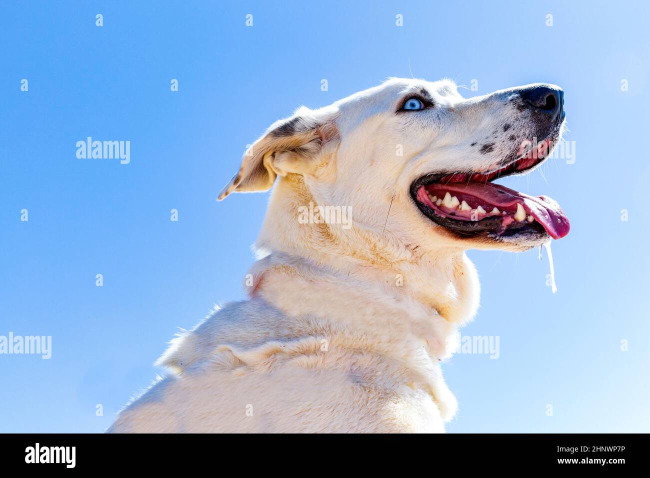 white Estrela mountain dog rests at the beach under clear sky Stock Photo
