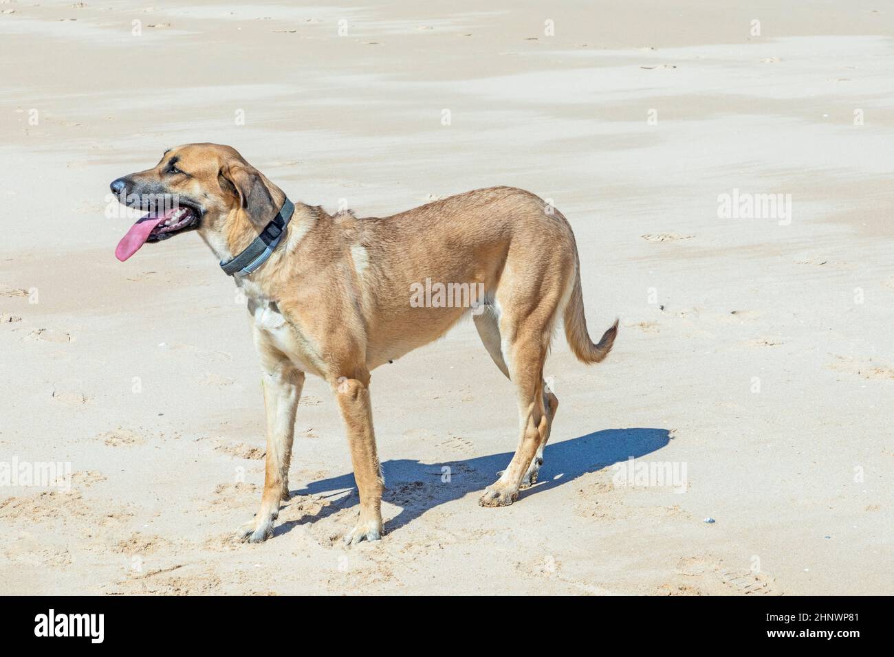 white Estrela mountain dog running at the beach Stock Photo
