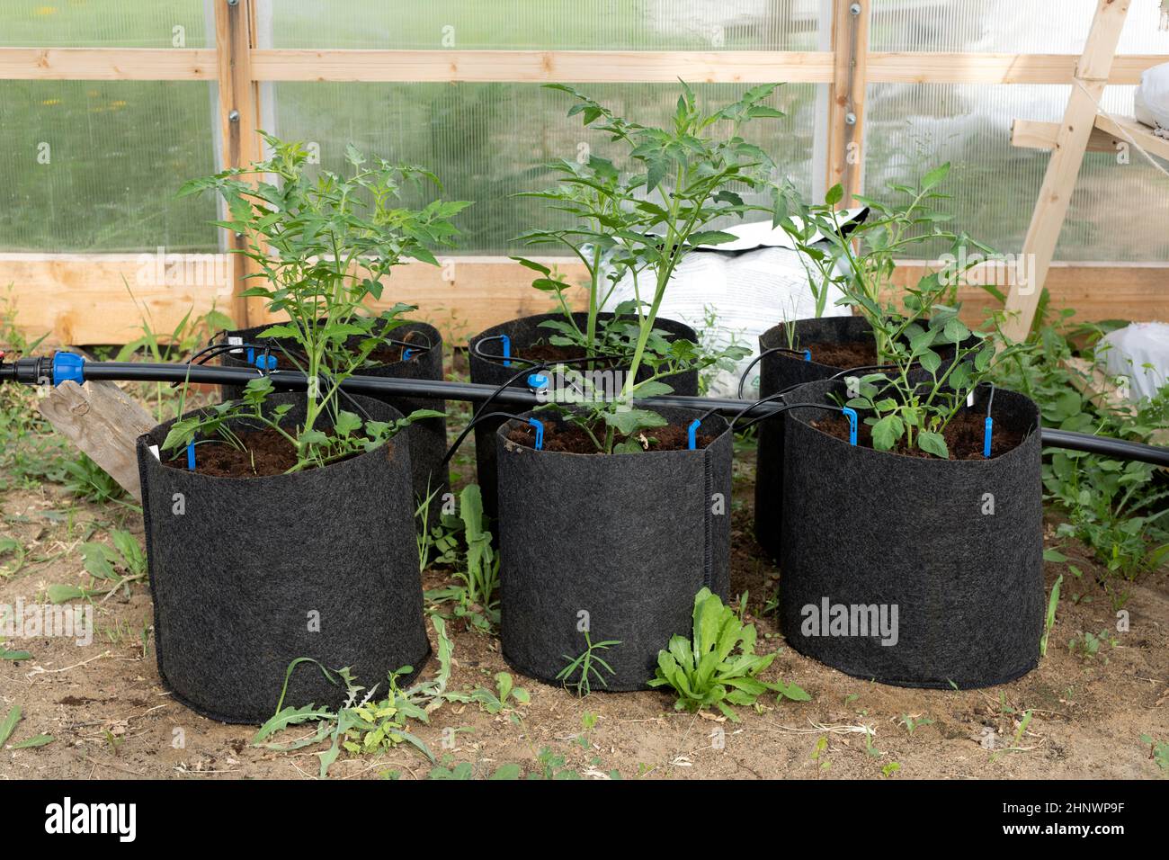 Water drip irrigation system being used in greenhouses on tomato plants
