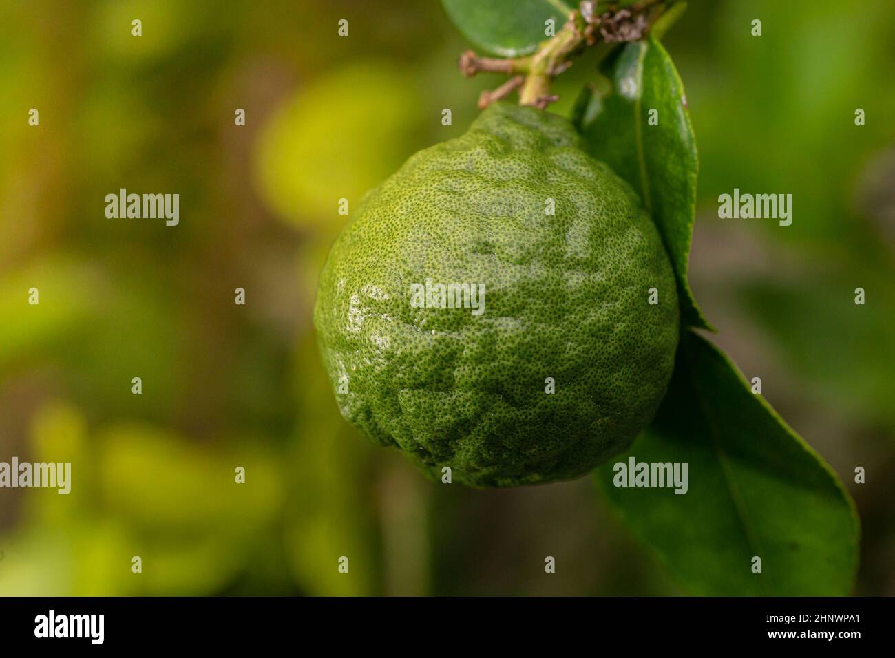 Kaffir lime fruits hi-res stock photography and images - Alamy