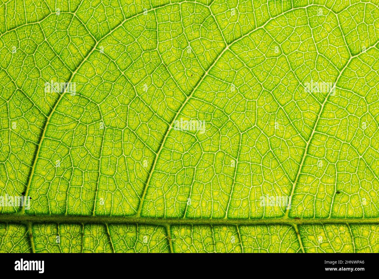 Detailed green leaf veins textures for backgrounds and wallpaper. Texture background. Abstract background. Macro photography. Close up Stock Photo