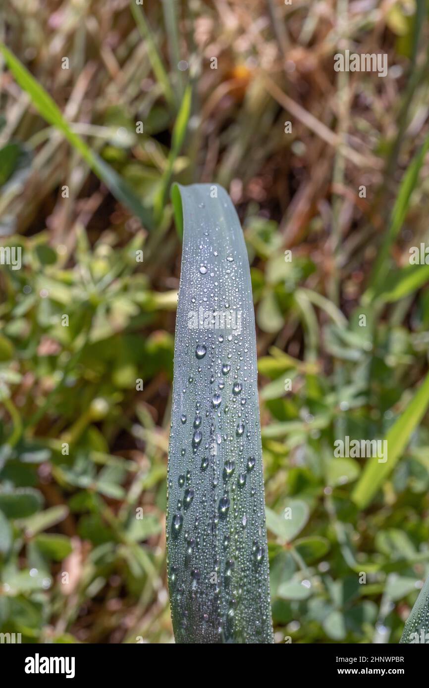 water drops at a leaf in morning sunrise in detail Stock Photo - Alamy
