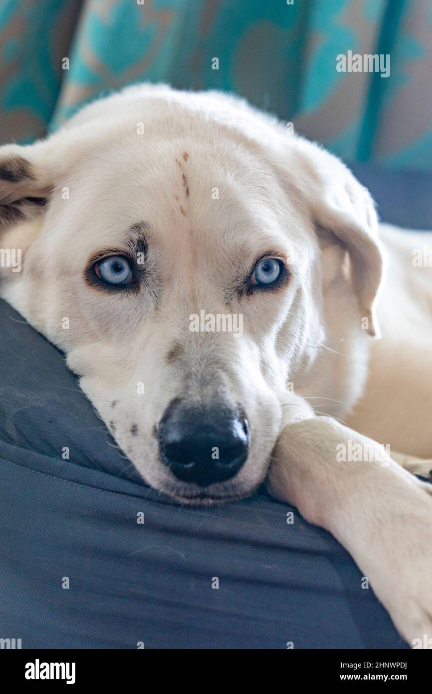 portrait of white dog with blue eyes Stock Photo