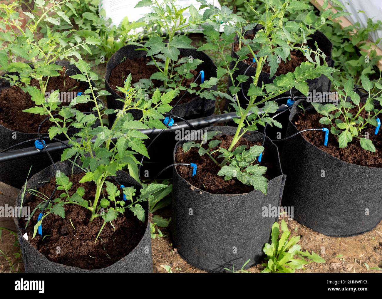 Cultivation of tomato plants with drip irrigation growing in fabric