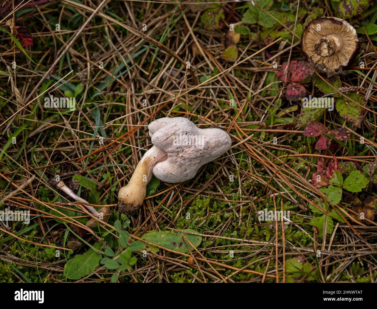 Three fungi knocked over and left lying on the ground. Stock Photo