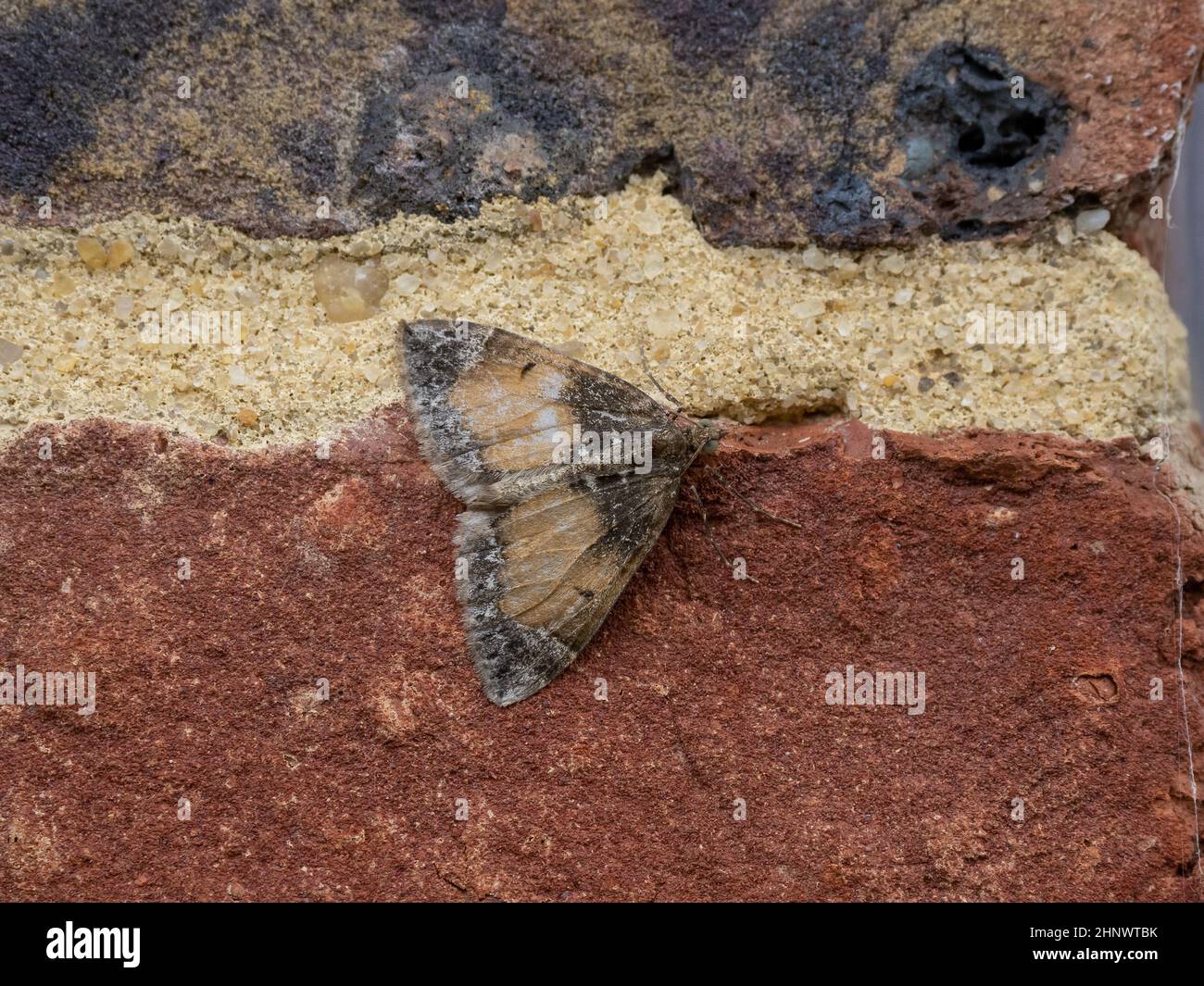 Battered and worn Common Marbled Carpet moth on house wall. Stock Photo