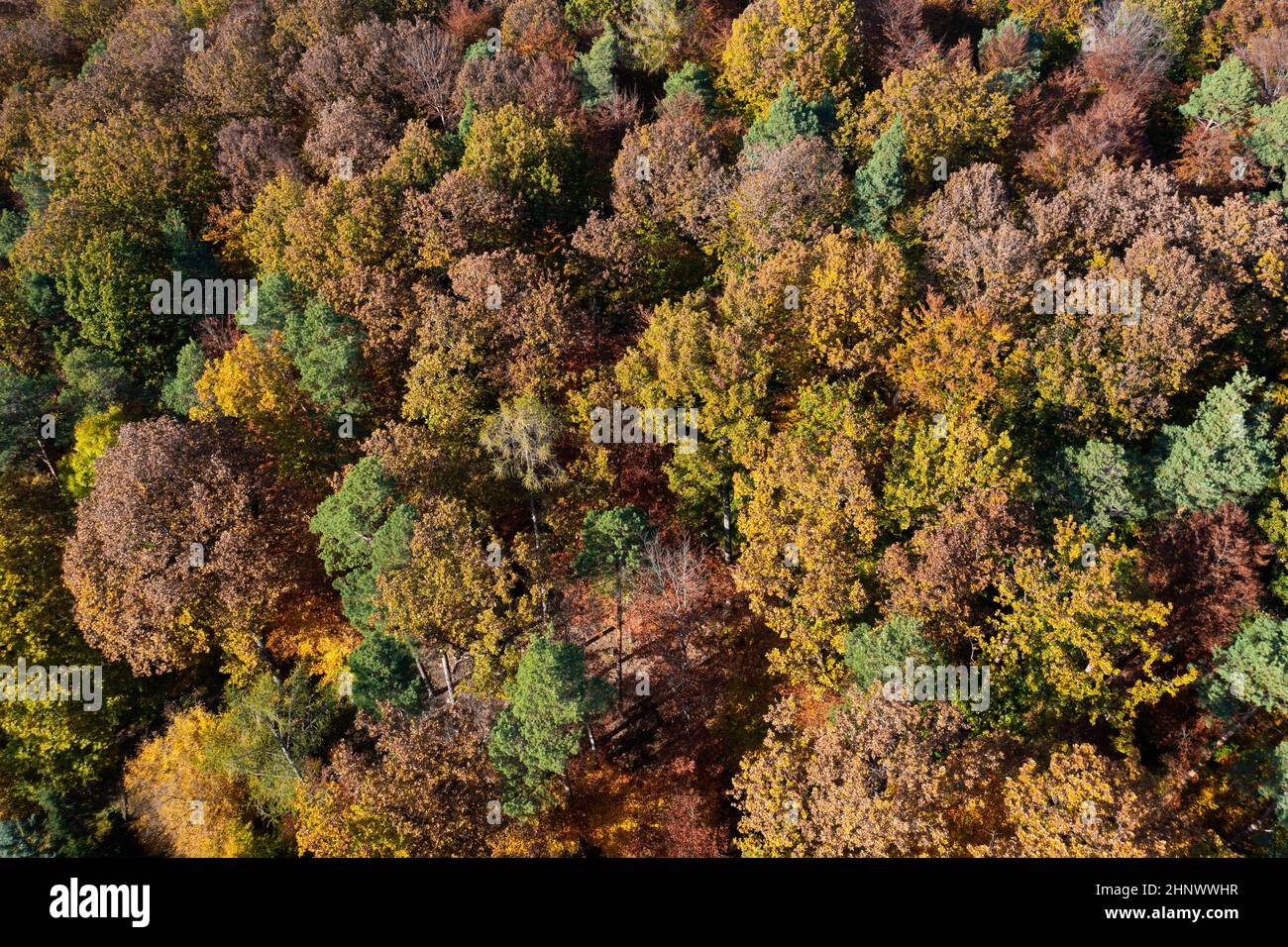 Trees of many colors hi-res stock photography and images - Alamy