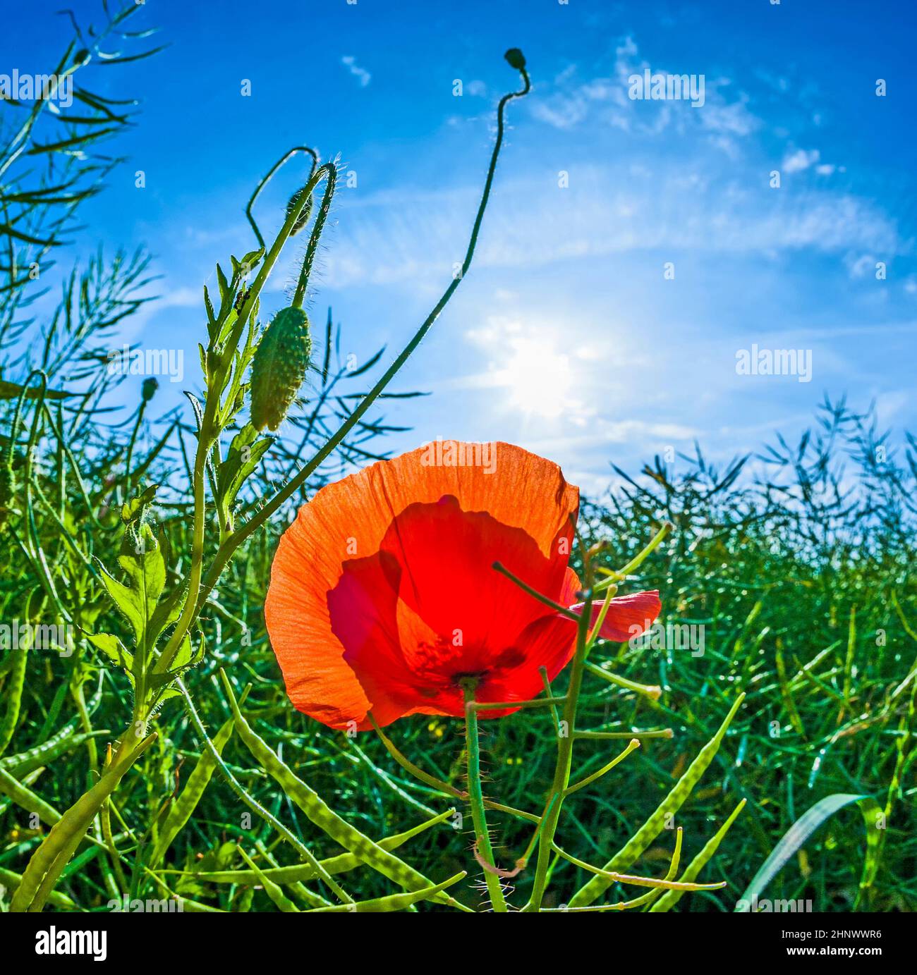 poppy flower in detail with blue sky in field Stock Photo - Alamy