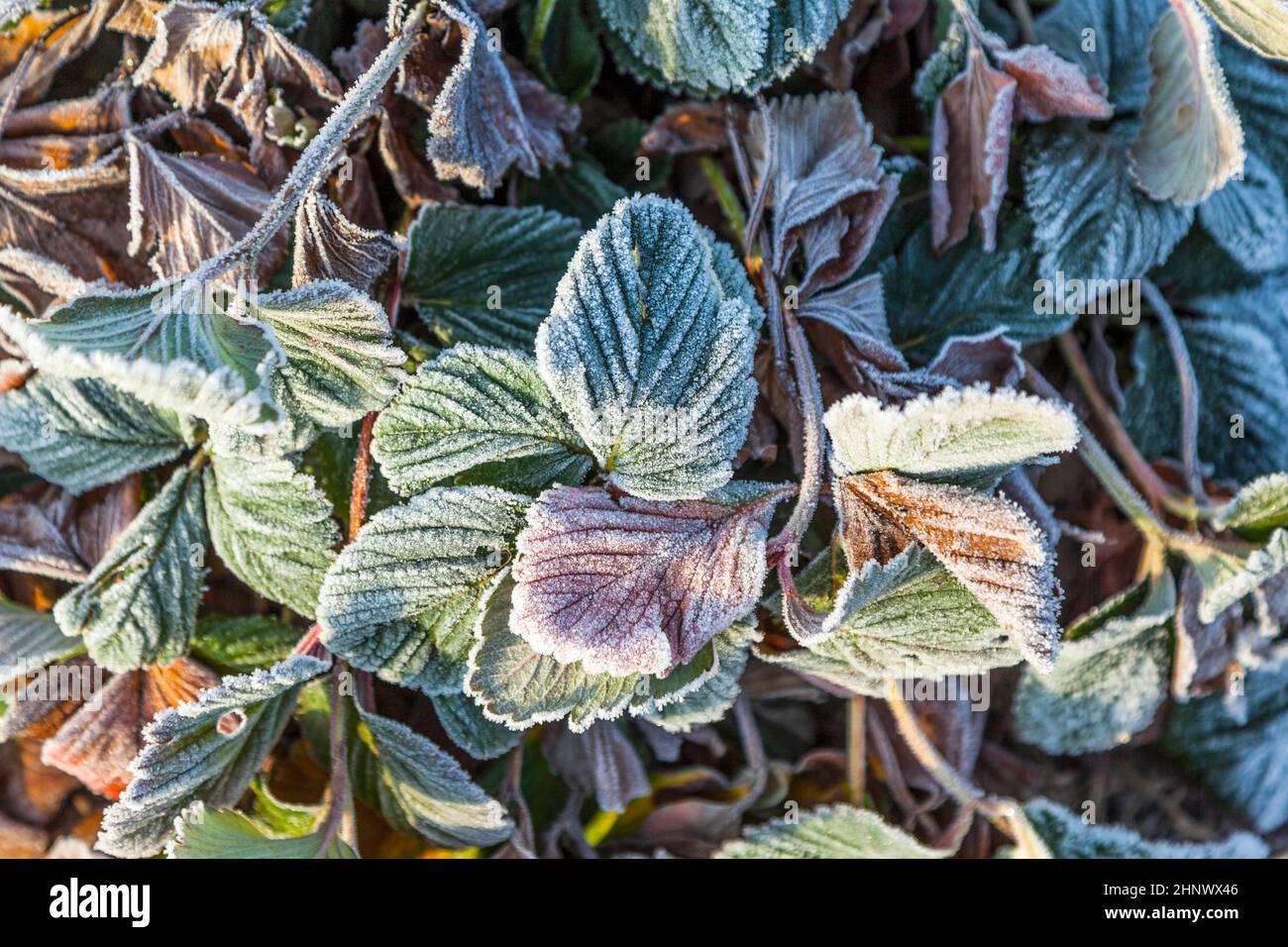 frozen strawberry plants in winter with hoar frost Stock Photo Alamy