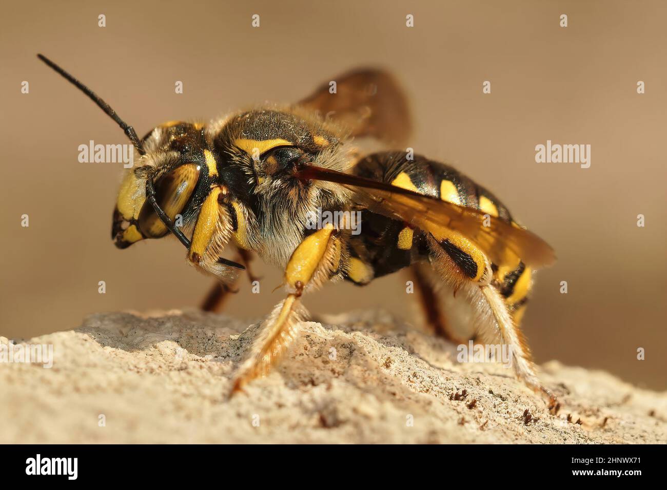 Closeup on a Florentine Woolcarderbee, Anthidium florentinum sitting on a wall in Gard, France with open wings Stock Photo