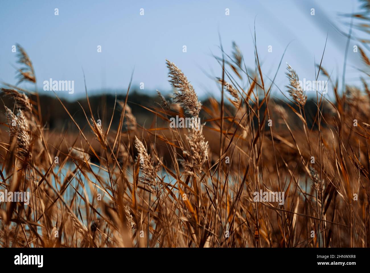 Stalks Vs Reeds dry stalks of reeds at the pond sway in the wind on an autumn day ...