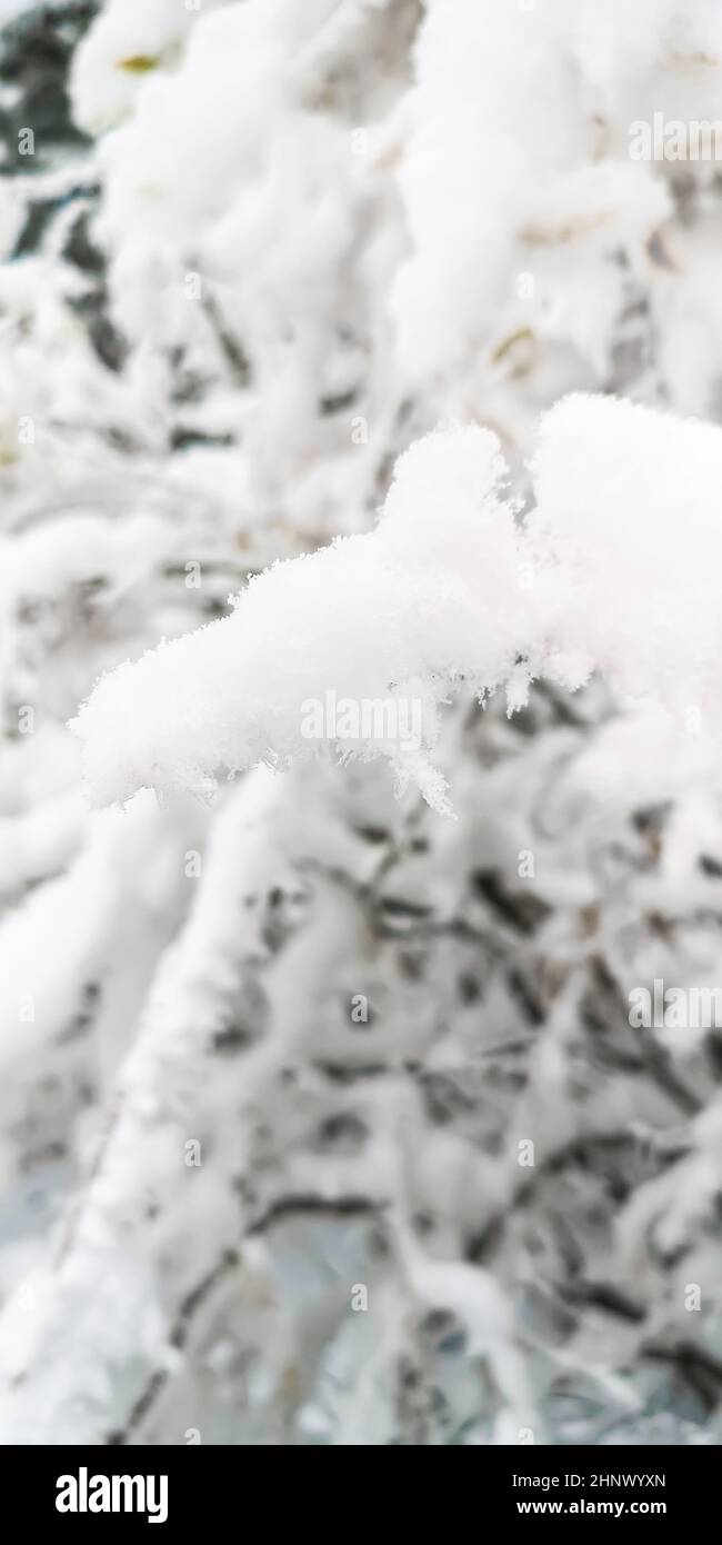 Pine needles covered with soft white snow hi-res stock photography and ...