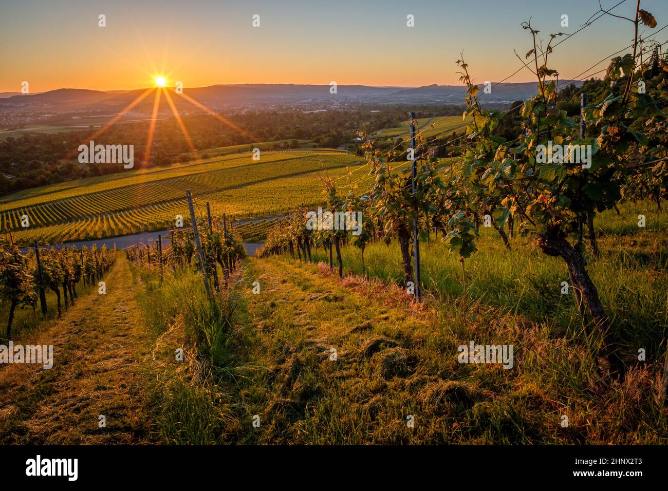 Sunrise with sunstars in a german vineyard scene landscape Stock Photo