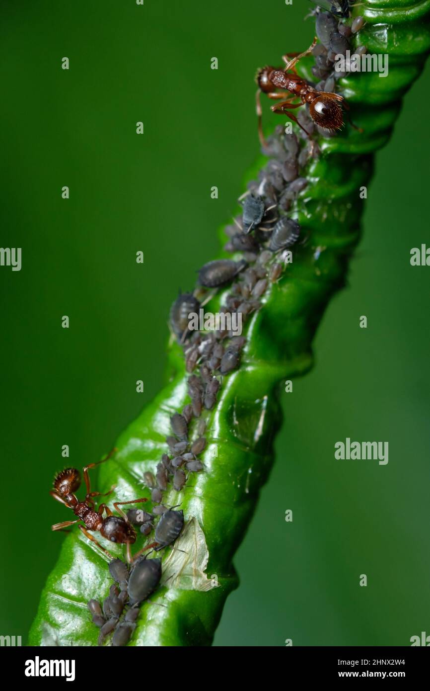 Red ants are milking lices at a green leaf Stock Photo