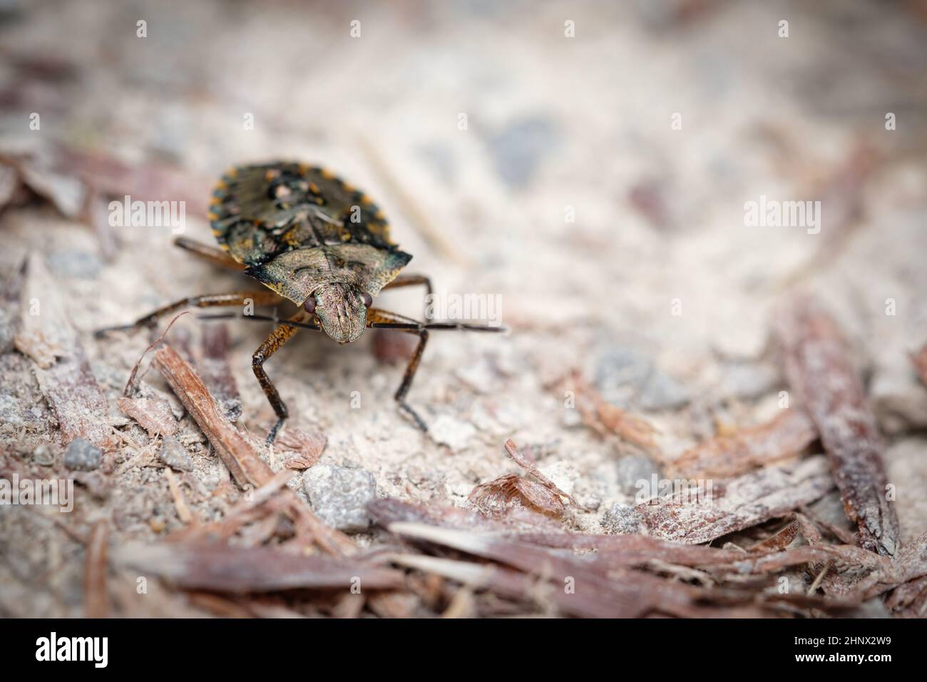 Shield bug insect animal close-up Stock Photo