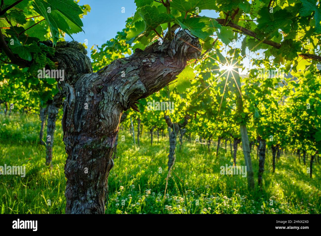 Vine with rough bark and sun with rays vineyard Stock Photo