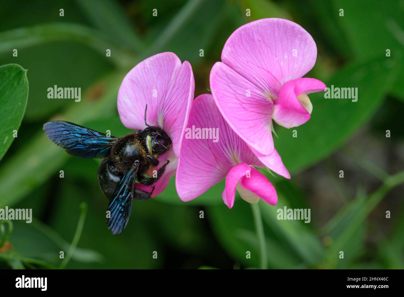 Blue carpenter bee (Xylocopa violacea) on pink flower close-up Stock Photo