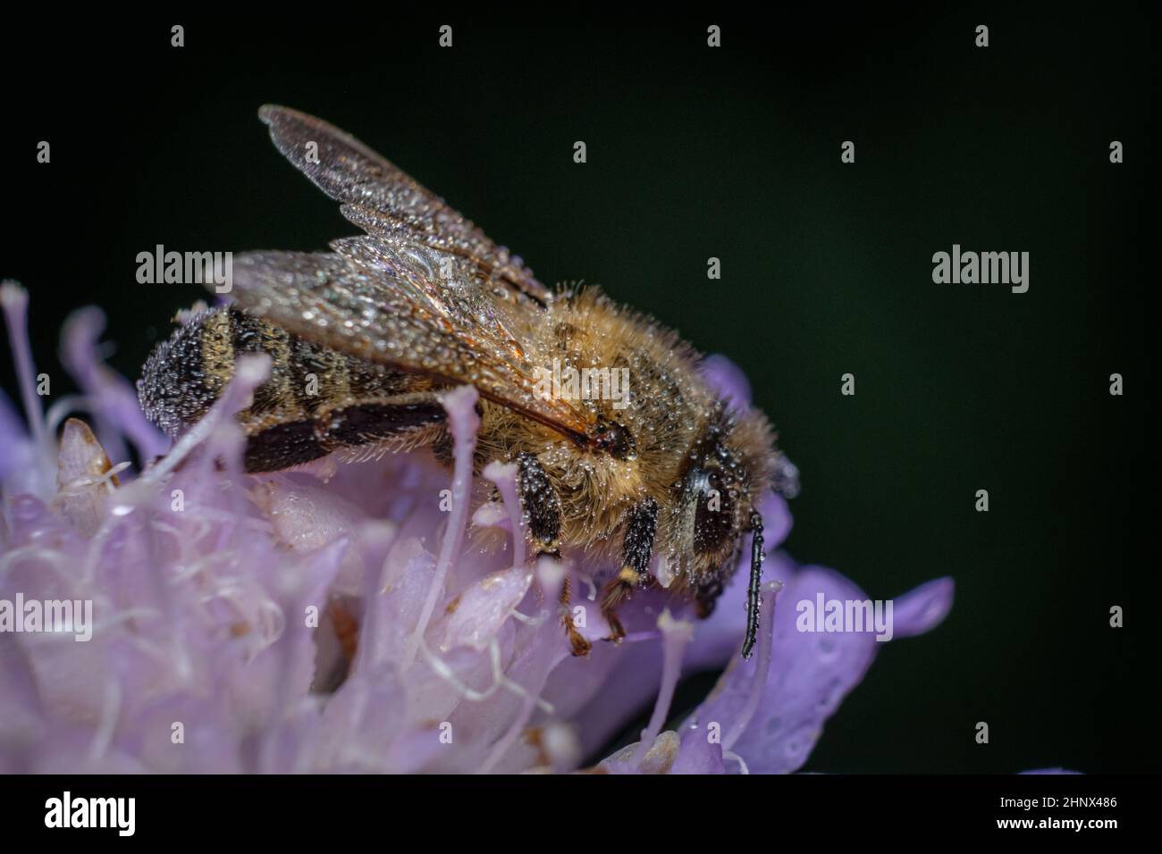 Honey bee with dew water drops close-up Stock Photo