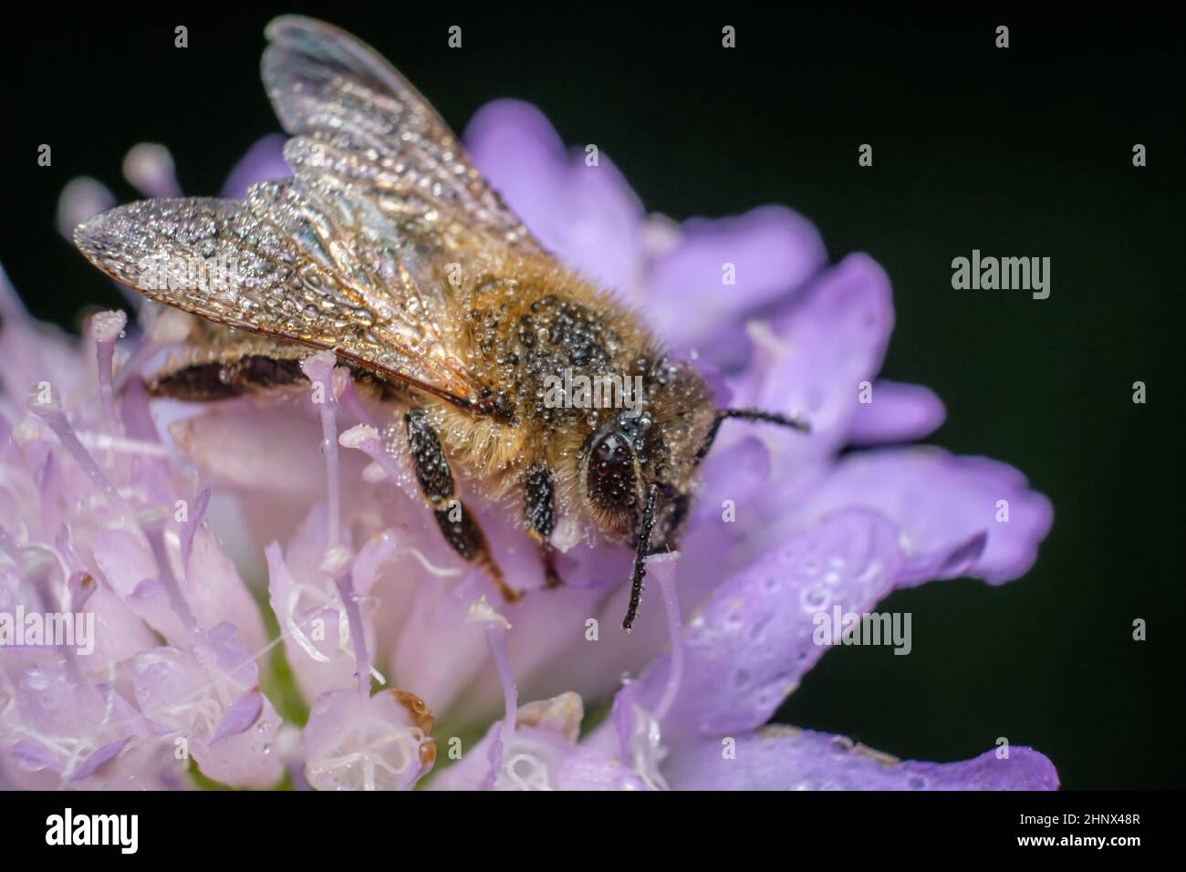 Honey bee in early morning dew on a flower close-up Stock Photo