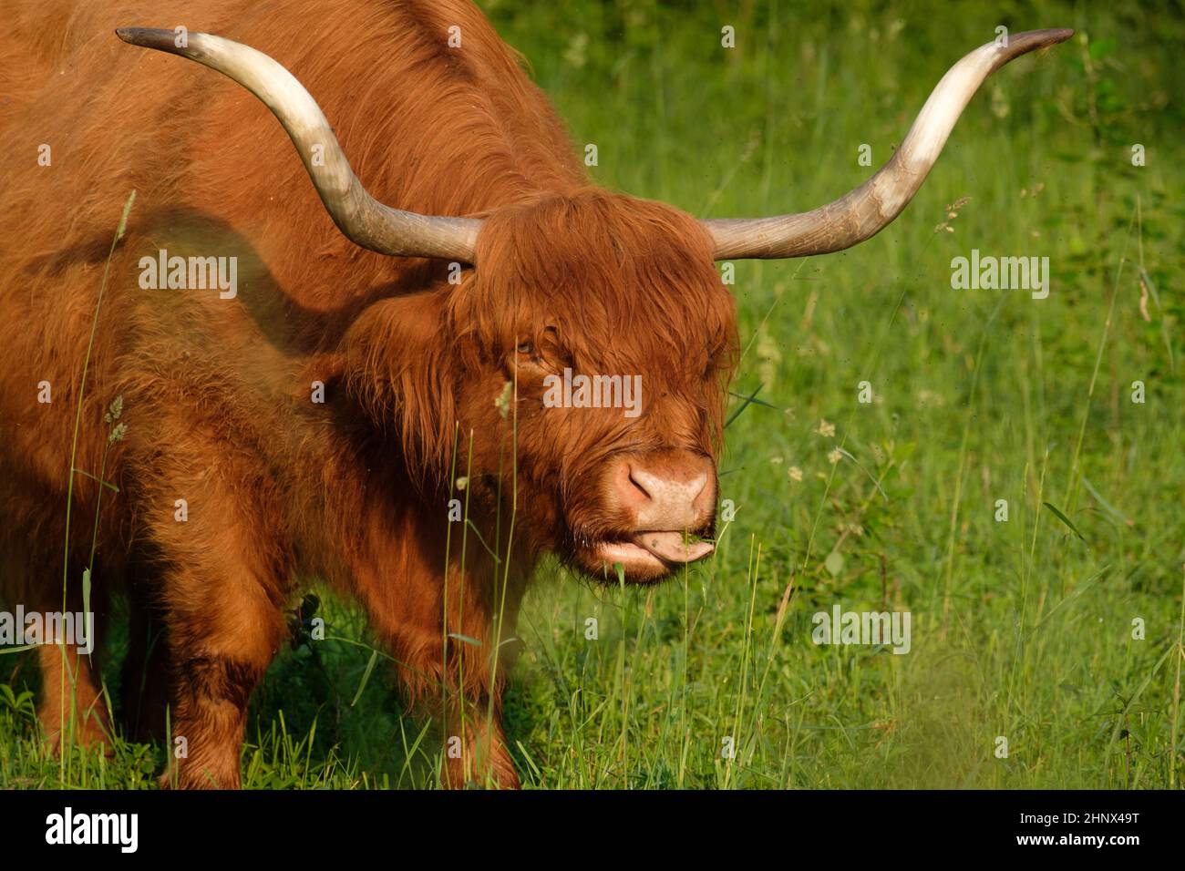 Galloway cattle with huge horns on green meadow Stock Photo