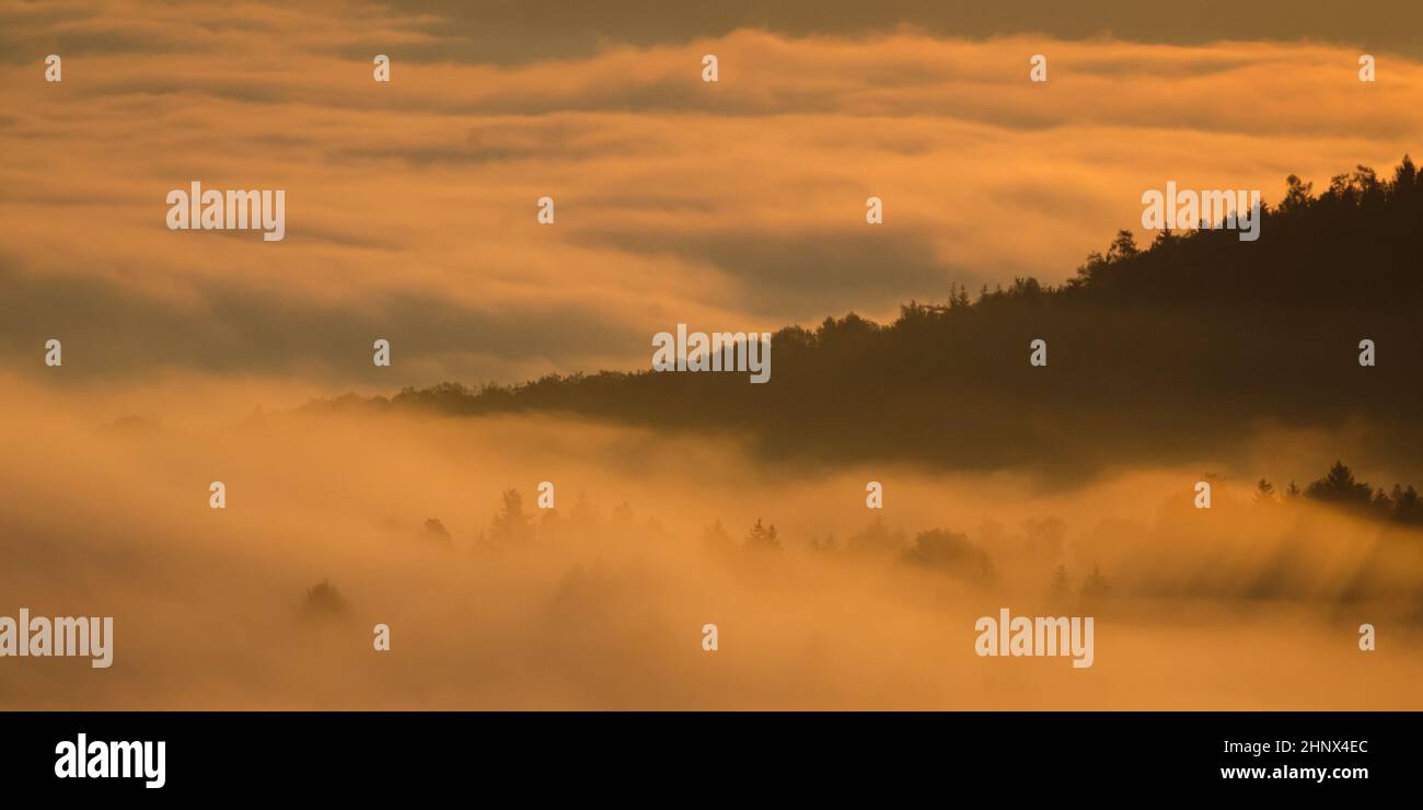 Forest and trees in autumn morning mist landscape scene Stock Photo