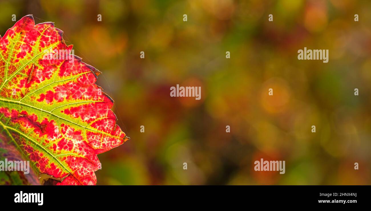 Close-up red green vine leaf plant with bokeh Stock Photo