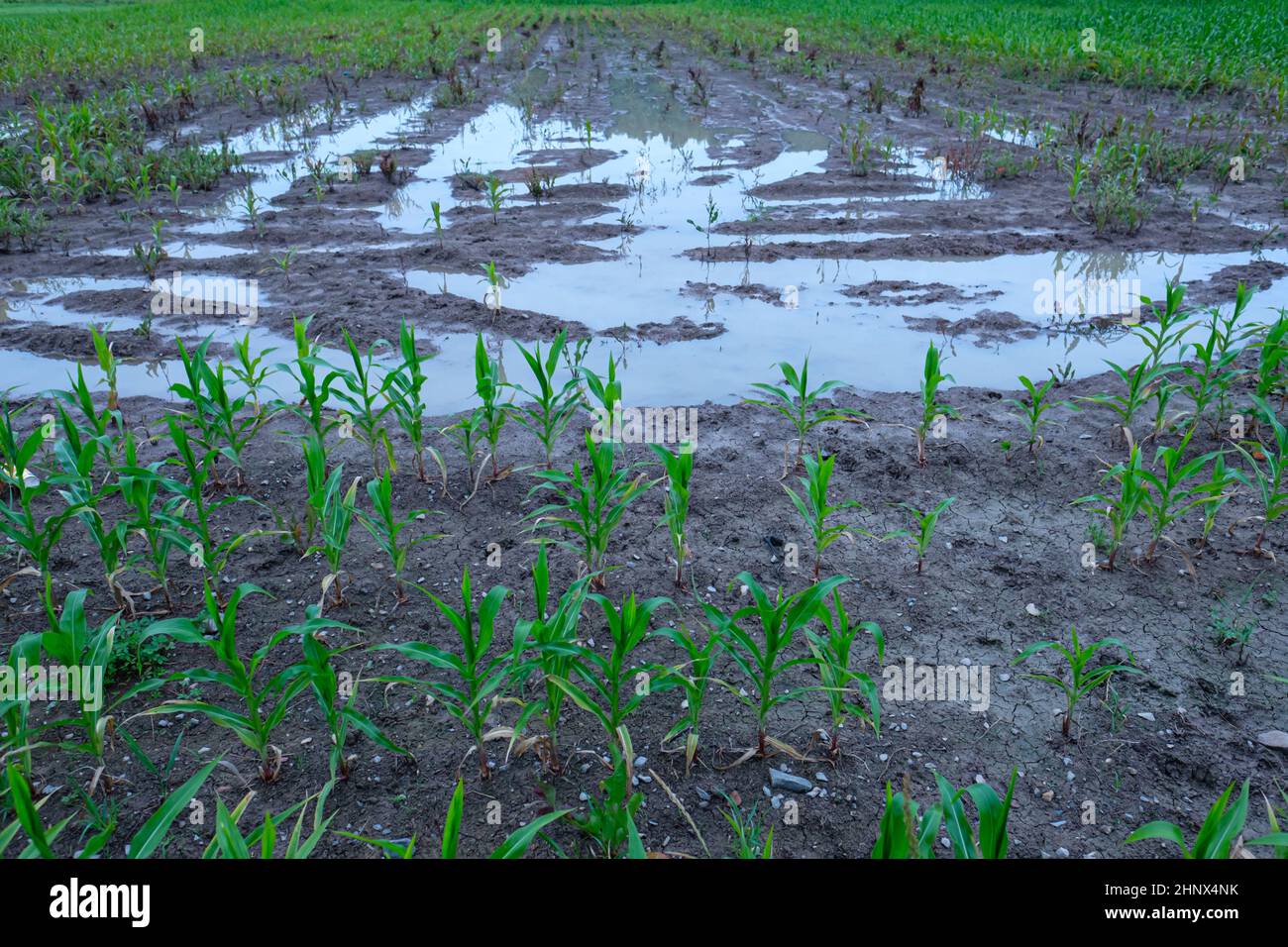 Flood in a field of corn after environmental disaster Stock Photo