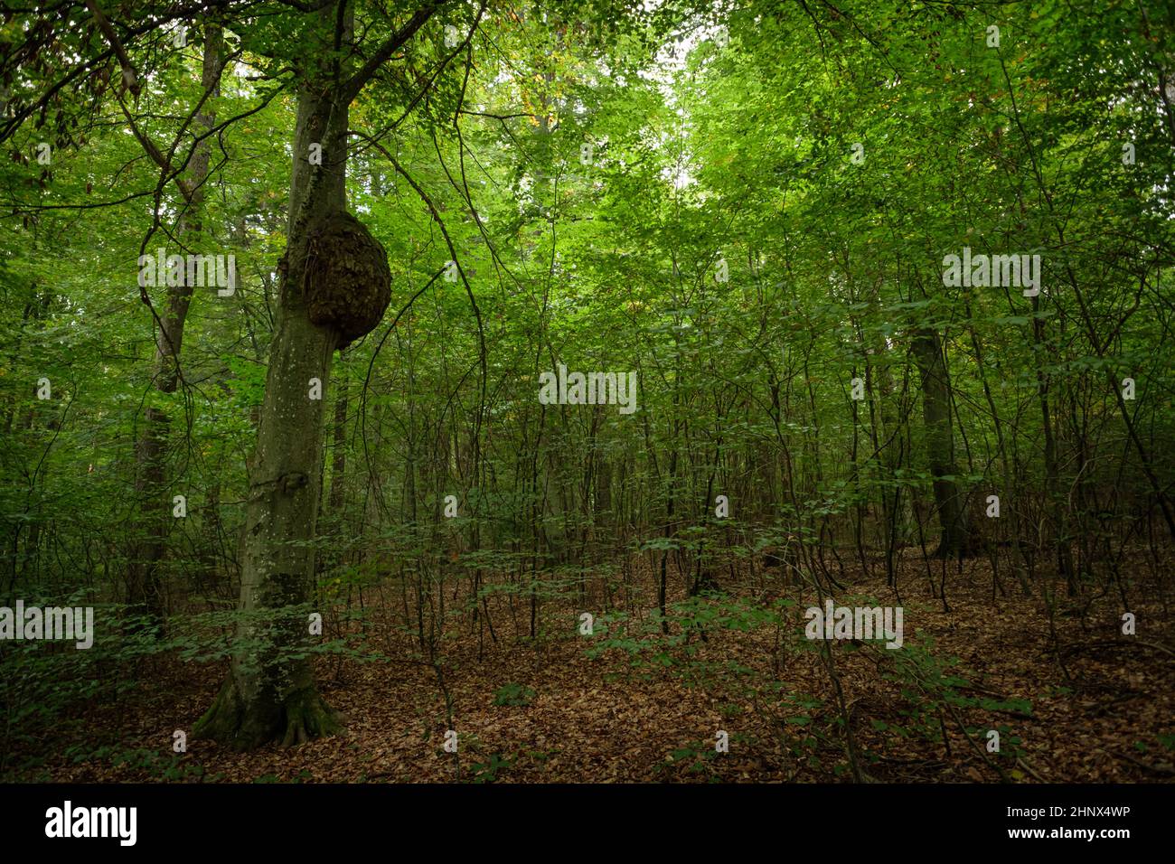 Tree cancer at a trunk in a forest landscape Stock Photo