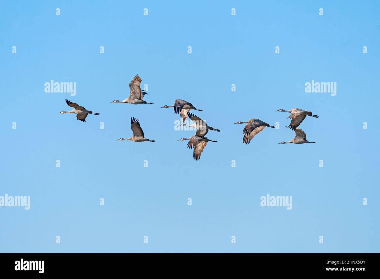 A Group of Sandhill Cranes in Flight Near Kearney, Nebraska Stock Photo