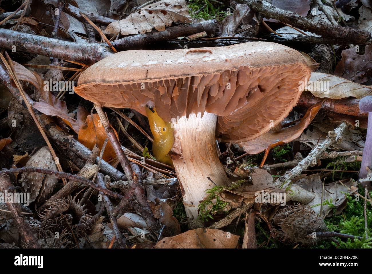 Side view of a single Cortinarius mushroom between leaves and pine needles Stock Photo