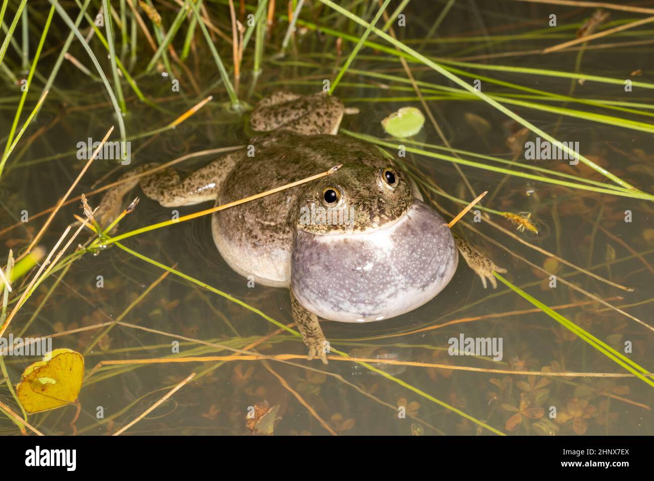 Australian Water Holding Frog calling for mate Stock Photo Alamy