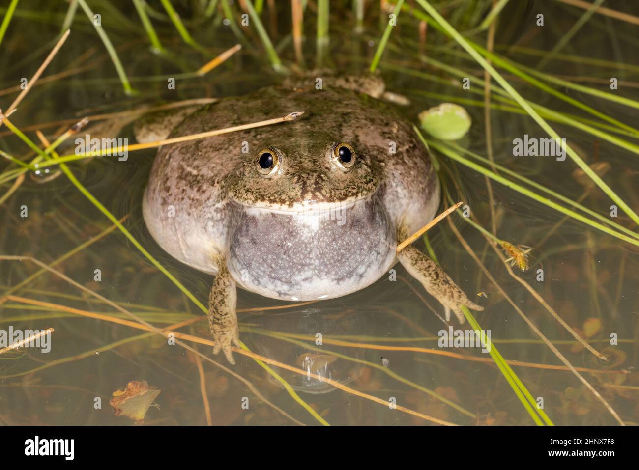 australian-water-holding-frog-calling-with-vocal-sac-inflated-2HNX7F8.jpg
