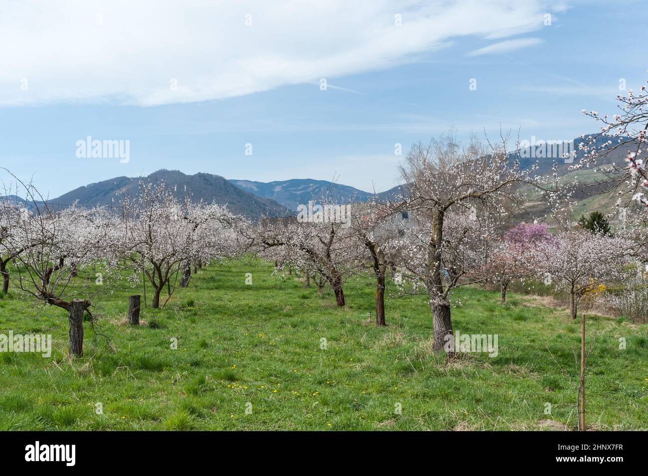 apricot blossom in Wachau Austria Stock Photo Alamy