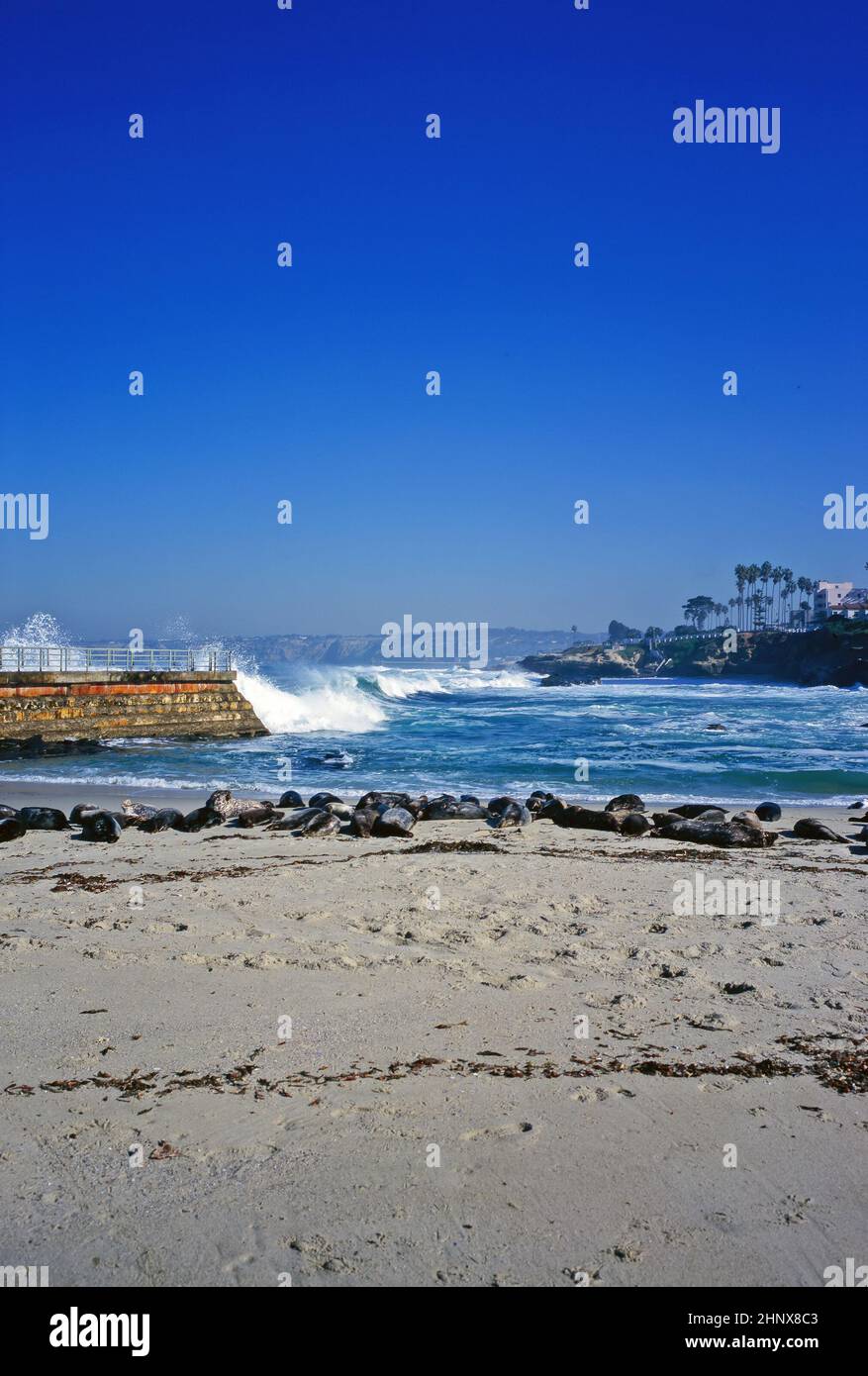 Seals on beach in La Jolla, California Stock Photo Alamy