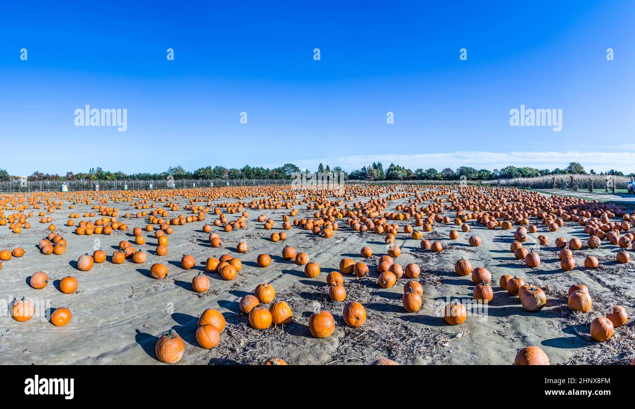big pumpkins grow on a field in america Stock Photo - Alamy