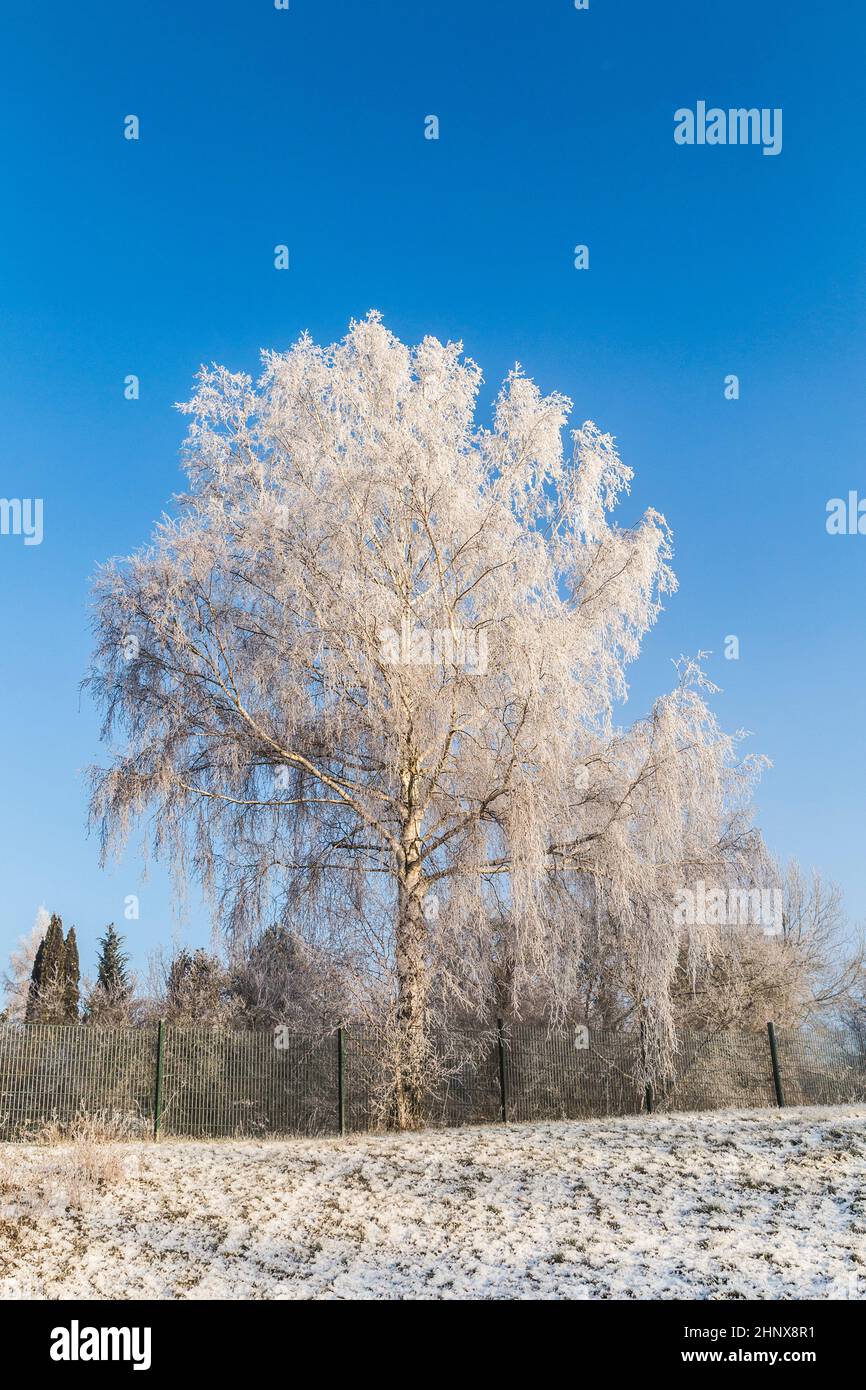 frozen birch tree in winter landscape under blue sky Stock Photo