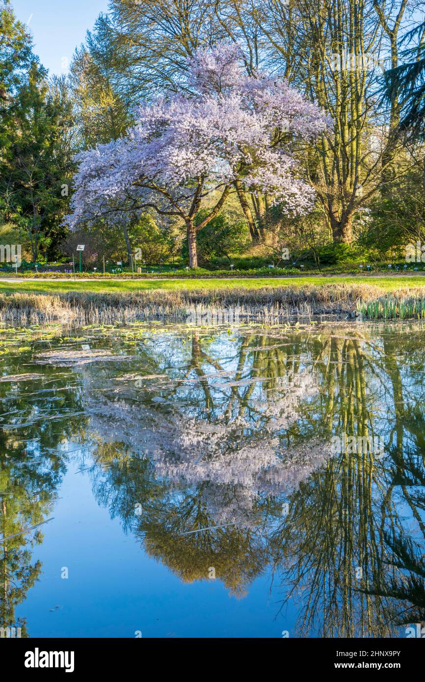 reflection of blooming cherry tree in the lake Stock Photo