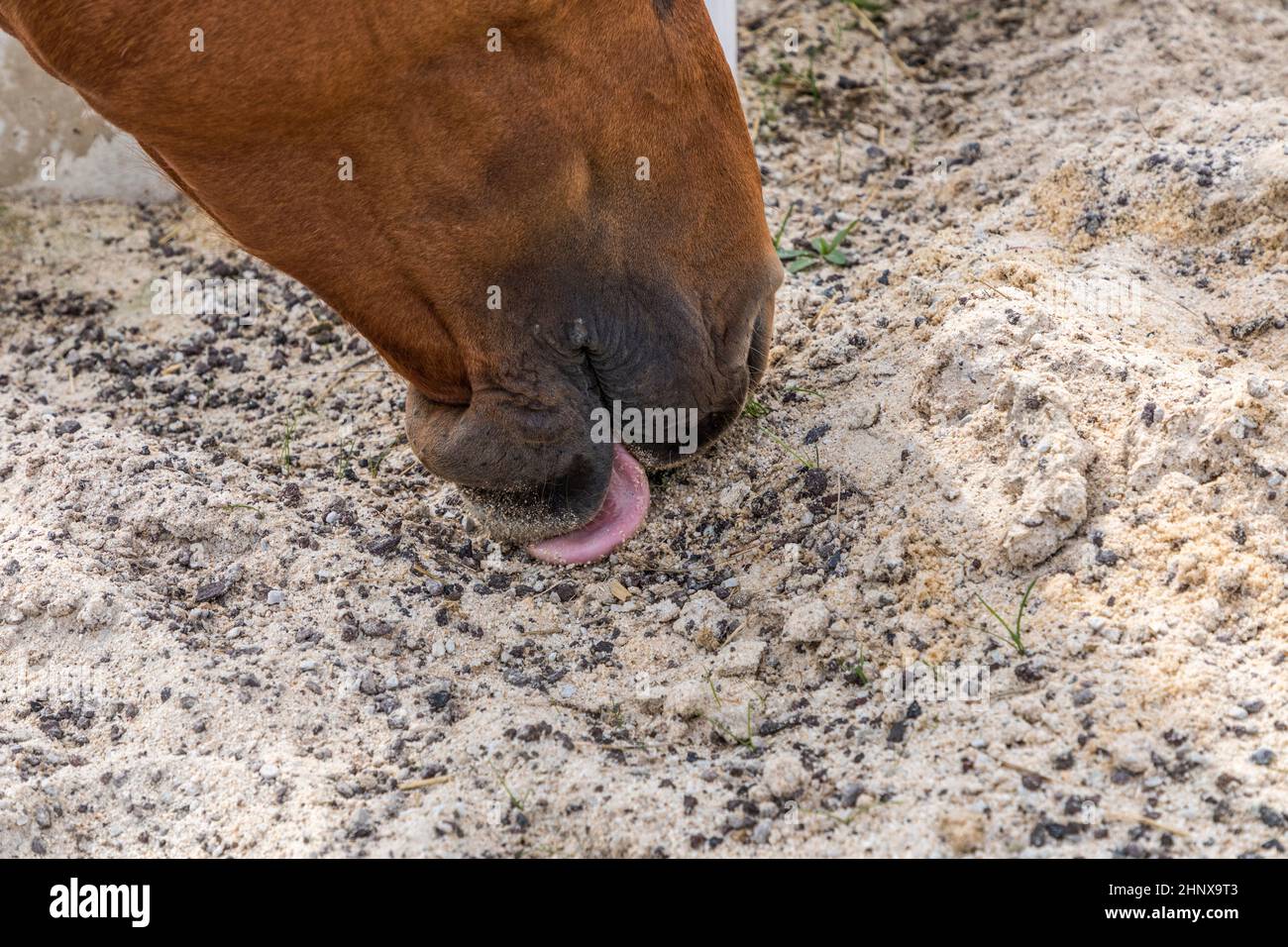 Horses licking hires stock photography and images Alamy