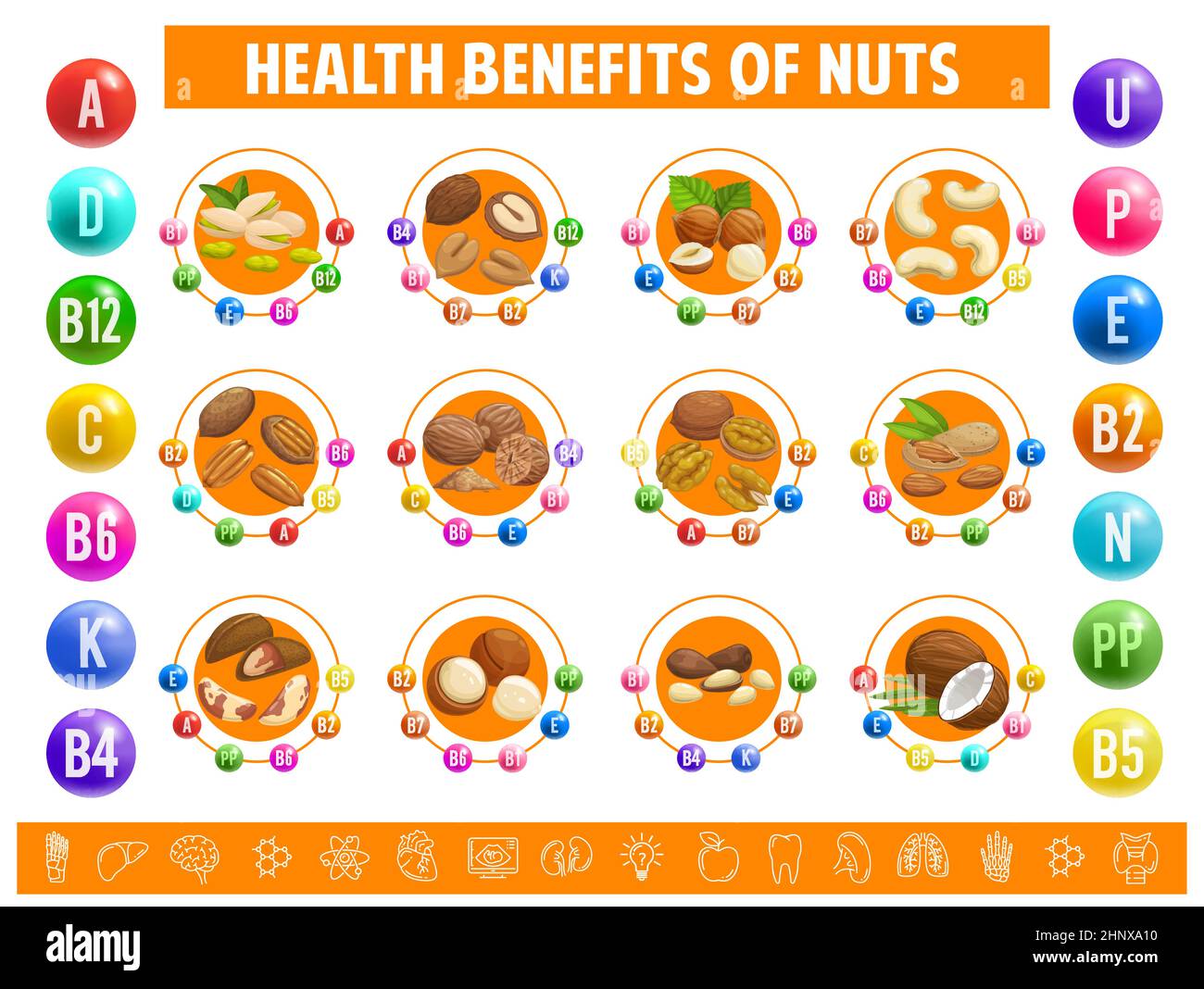 Nuts, chart table content of vitamins and minerals. Vector dietary info