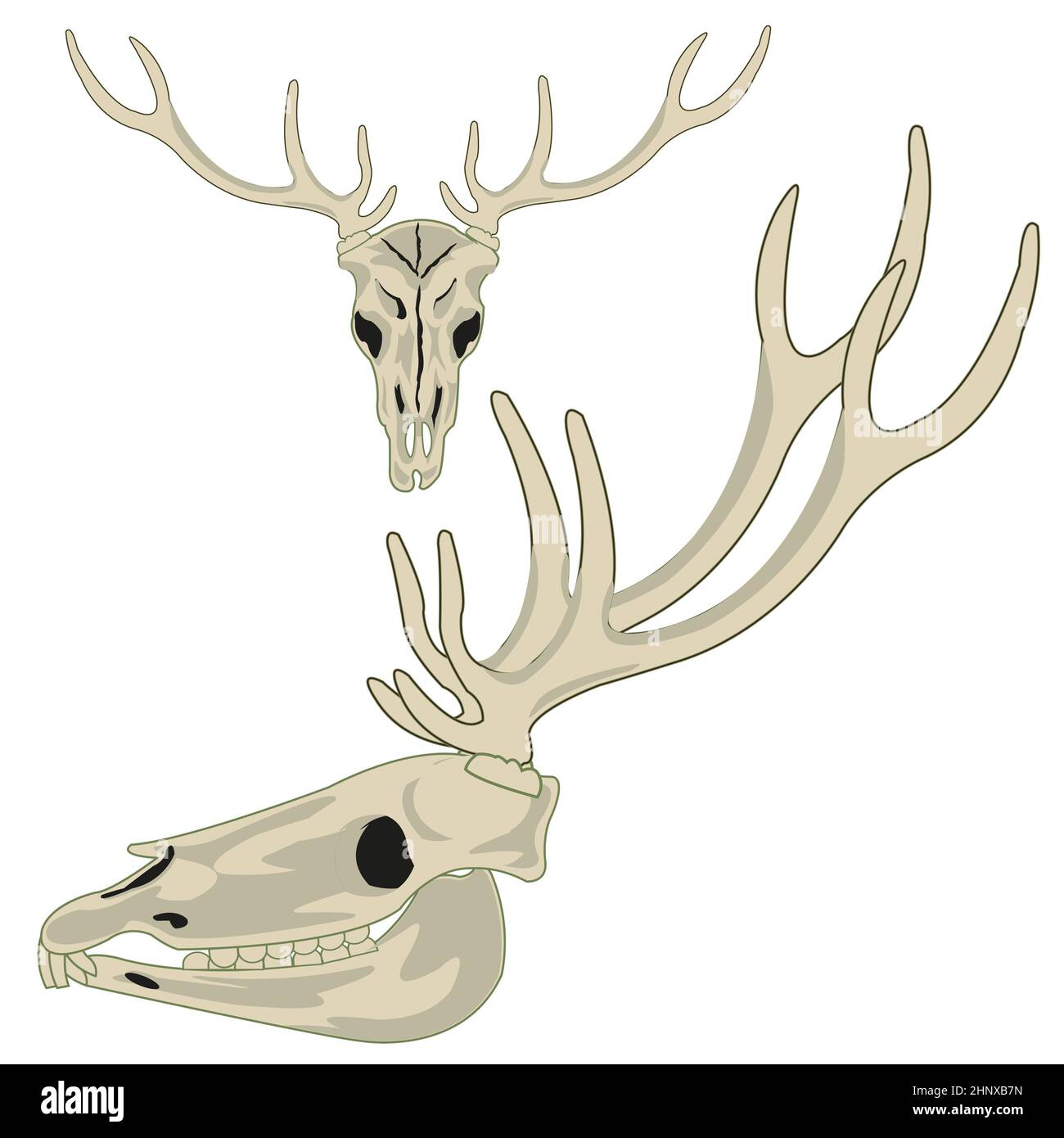 Deer side profile Cut Out Stock Images & Pictures - Alamy