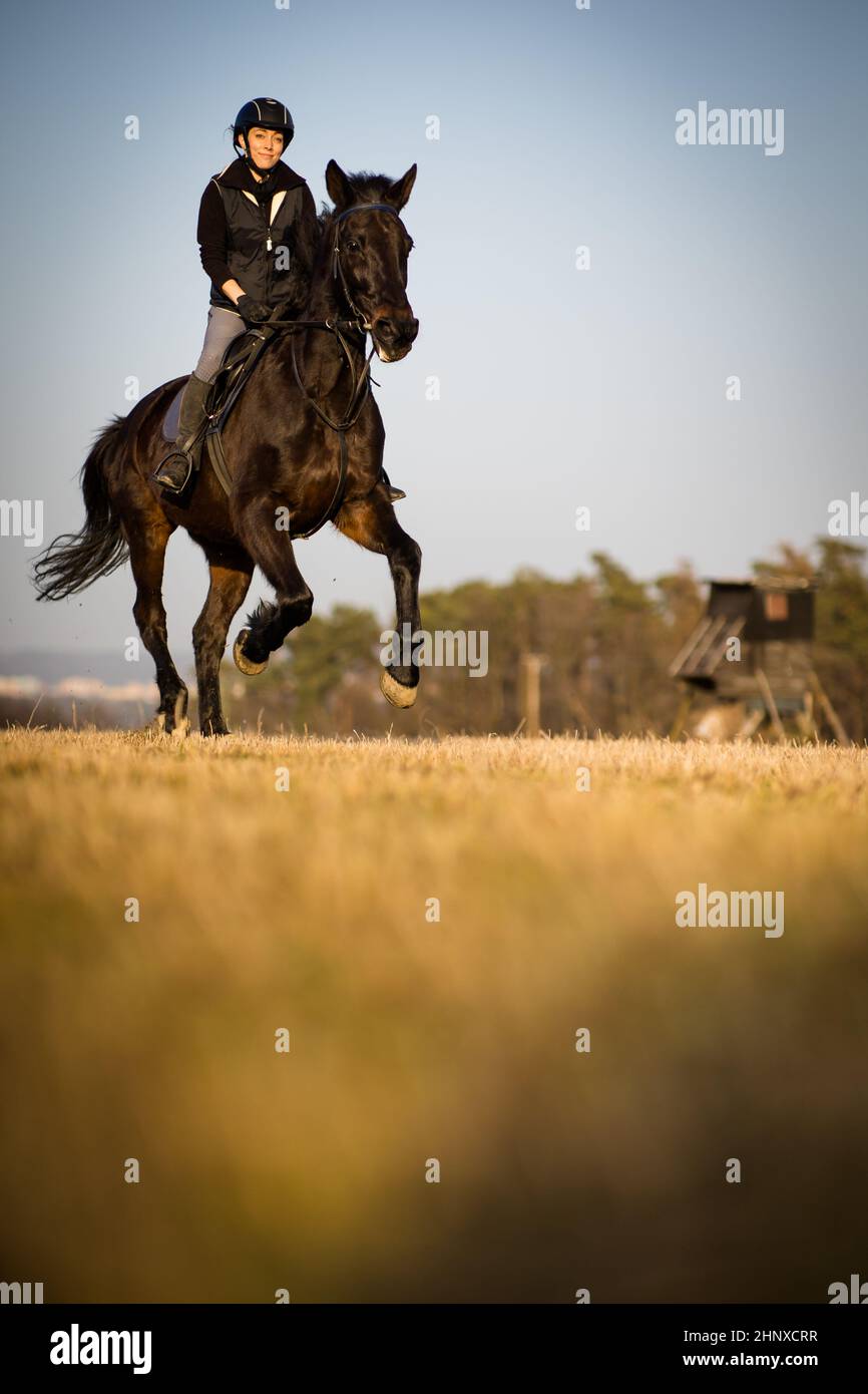 Female horse rider riding outdoors on her lovely horse Stock Photo - Alamy