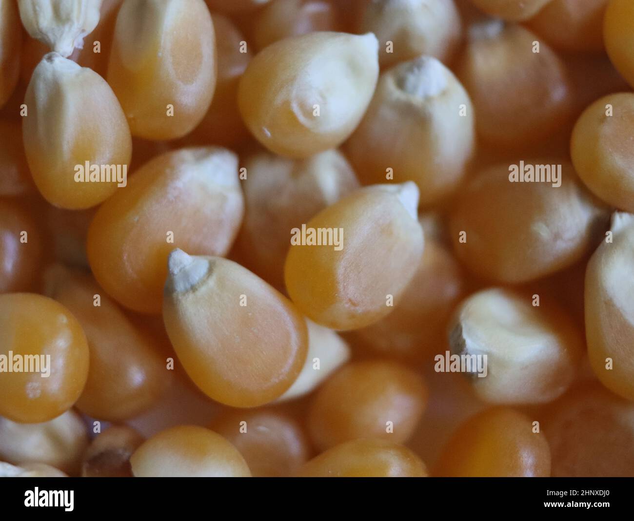 delicious natural corn popcorn flour grain food Stock Photo Alamy