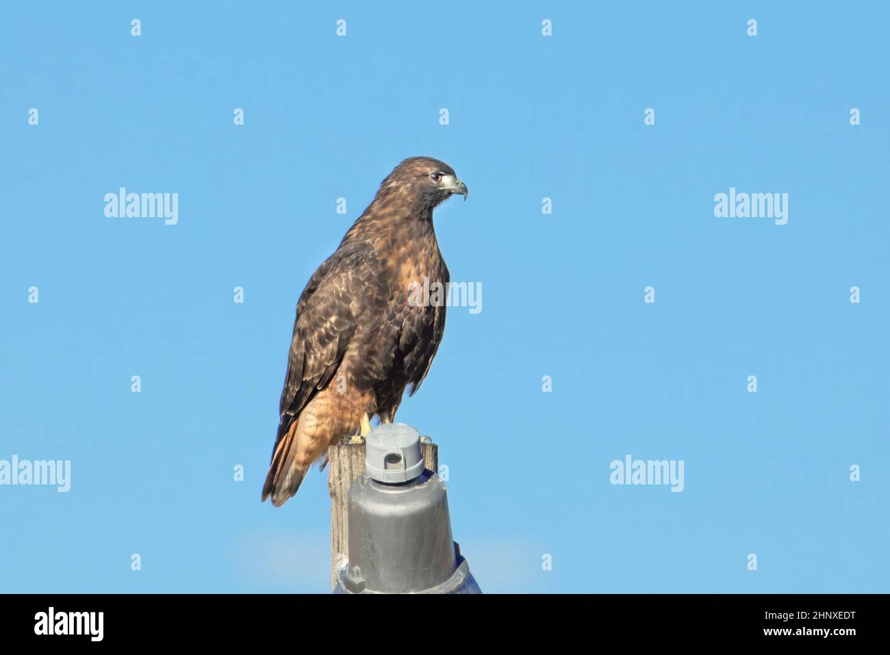 A red tailed hawk is perched on a post near Liberty Lake, Washington. Stock Photo