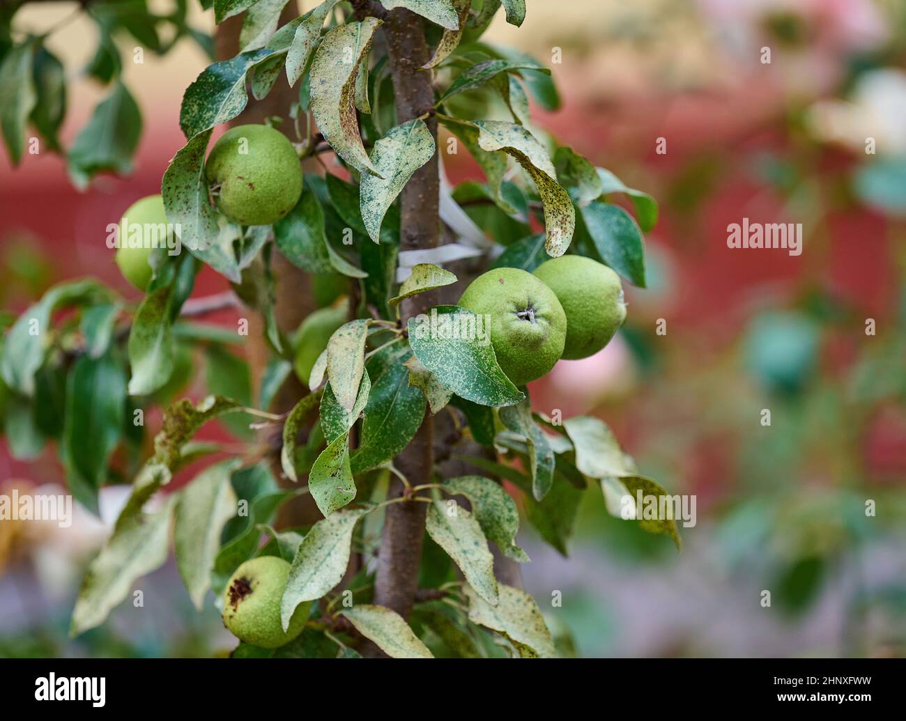 Growing pears ripe organic cultivar hi-res stock photography and images ...