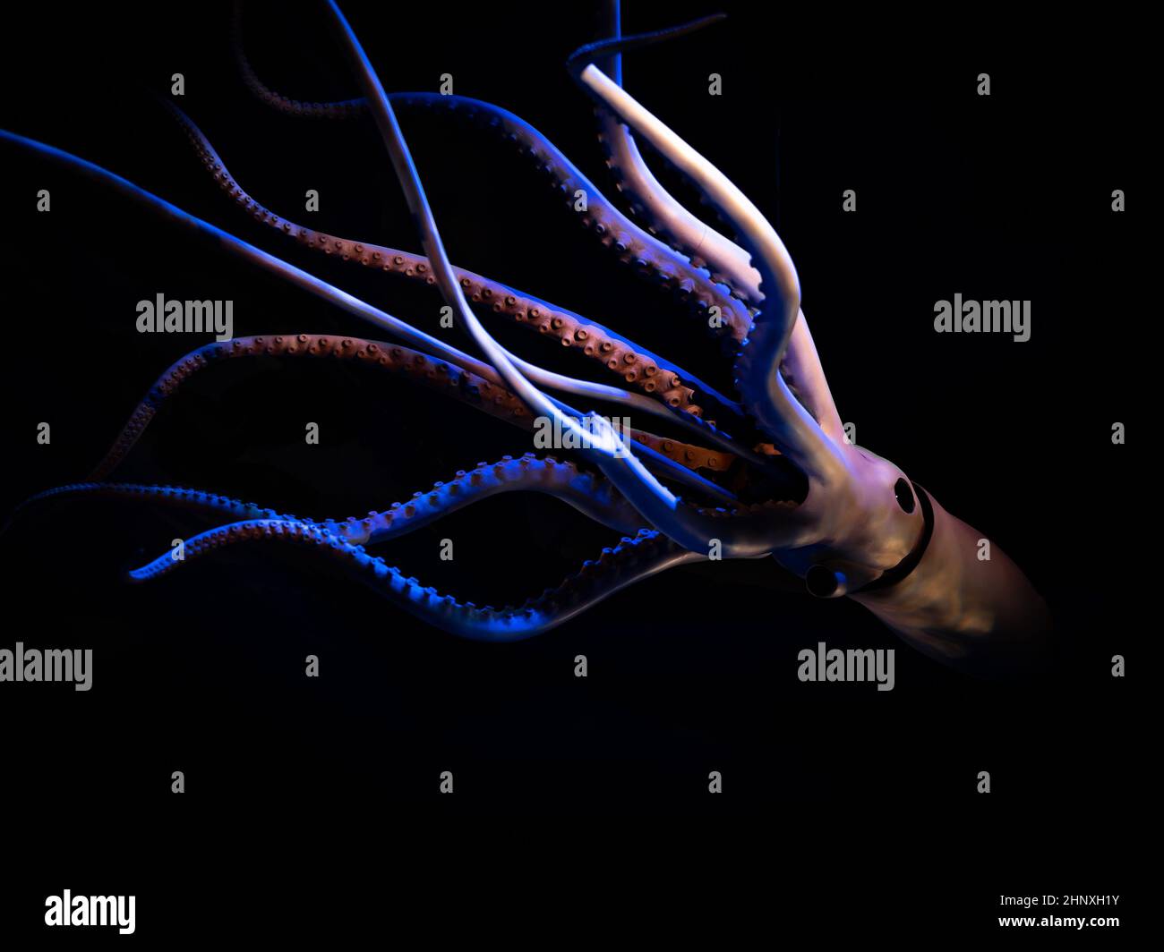 Close-up shot of an octopus swimming in the dark Stock Photo - Alamy