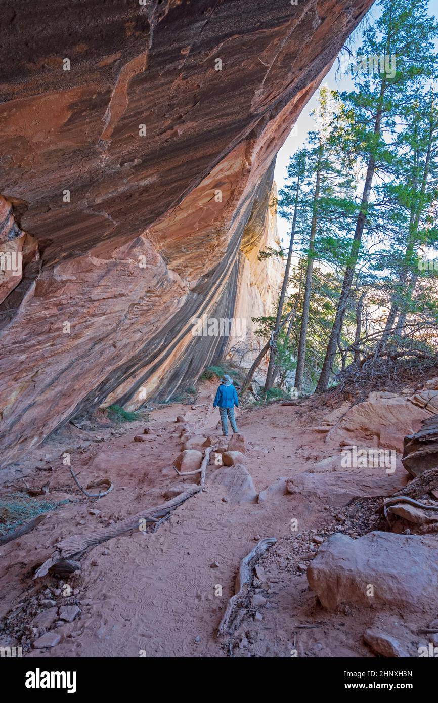 Hiking Under a Sandstone Ledge in Natual Bridges National Monument in Utah Stock Photo