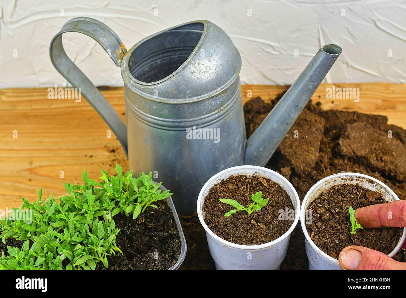 Planting a tomato seedling. Hand planting a tomatoe seedling in the